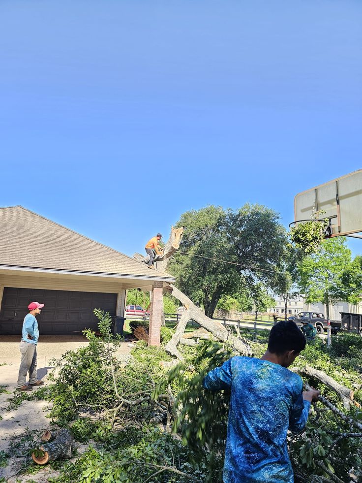 Tree Amigos team at work in Austin