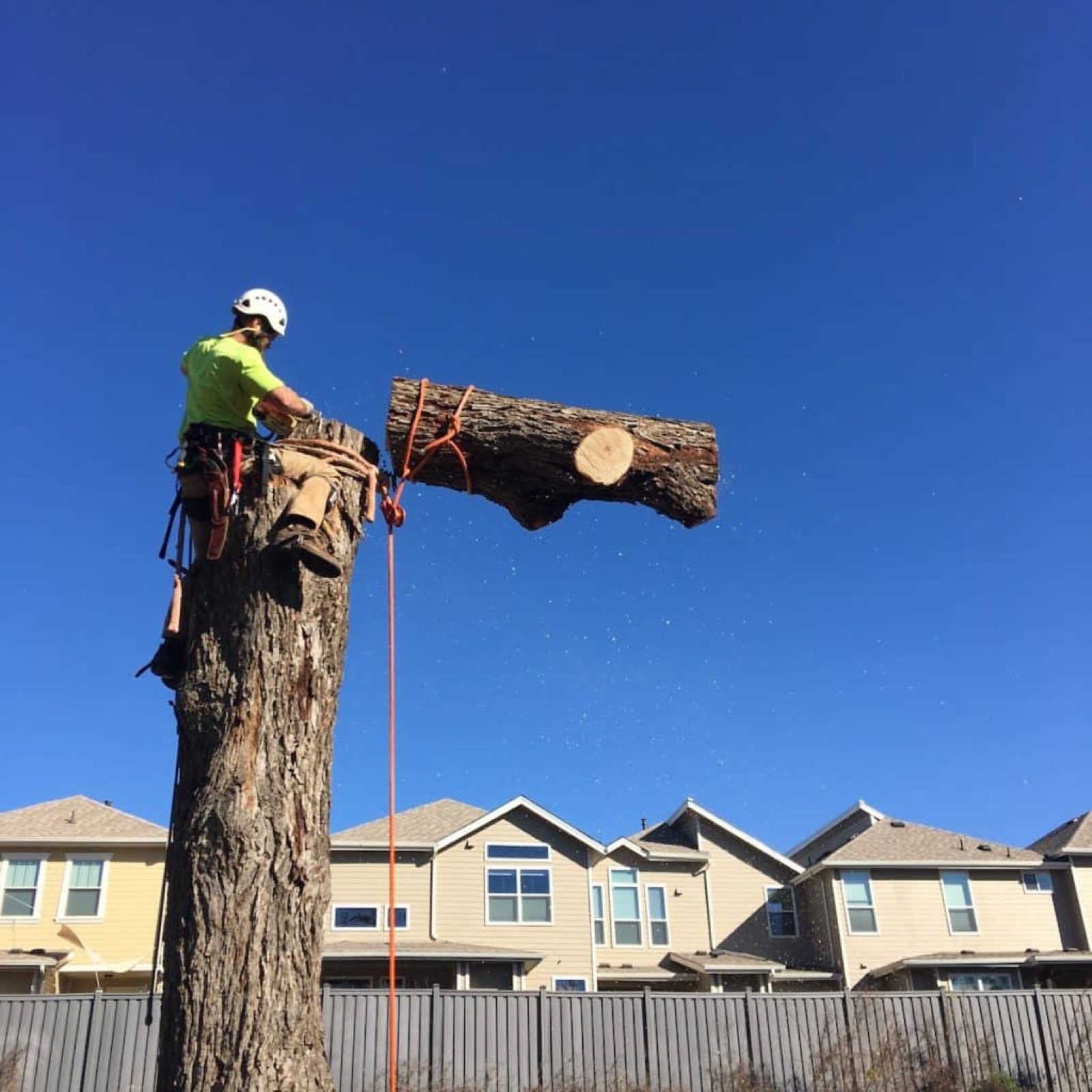 Recent Tree Amigos project