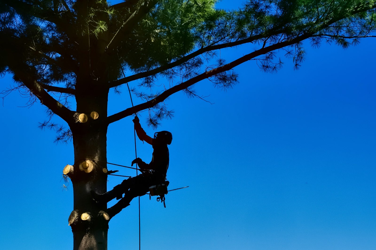 A Tree Amigos arborist working high in an Austin oak