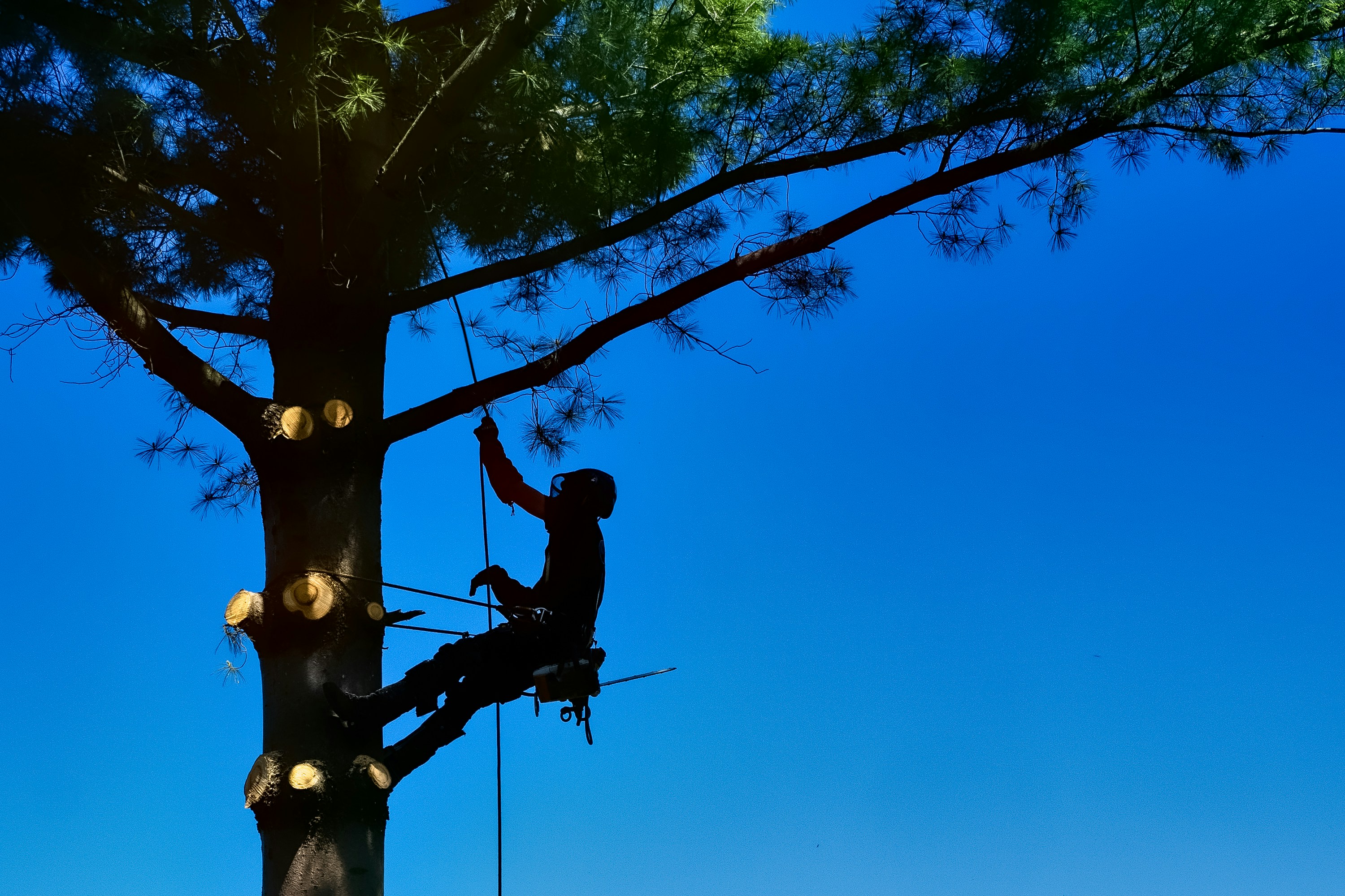Arboricultural Consulting by Tree Amigos Austin