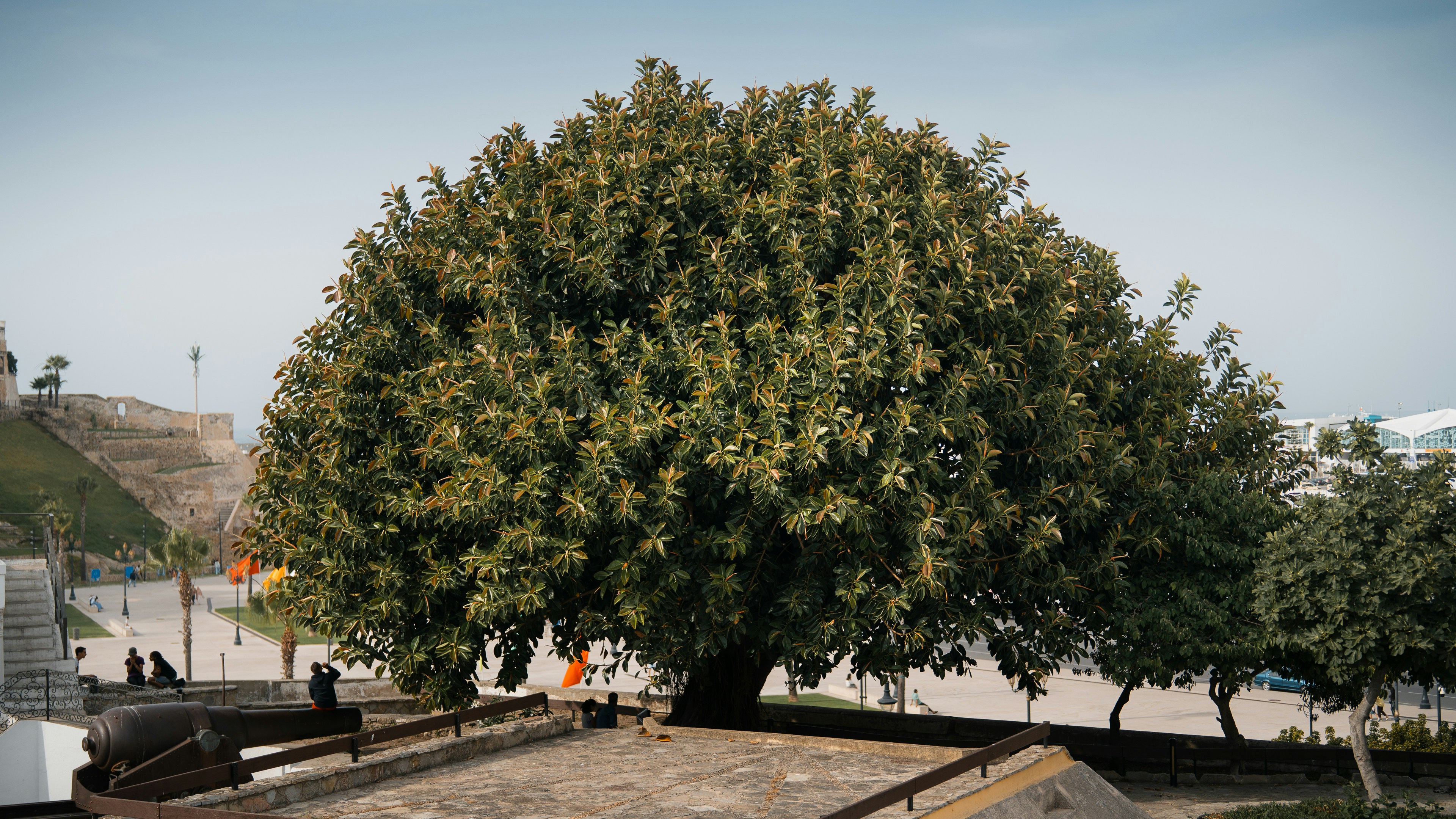 Plant Health Care by Tree Amigos Austin