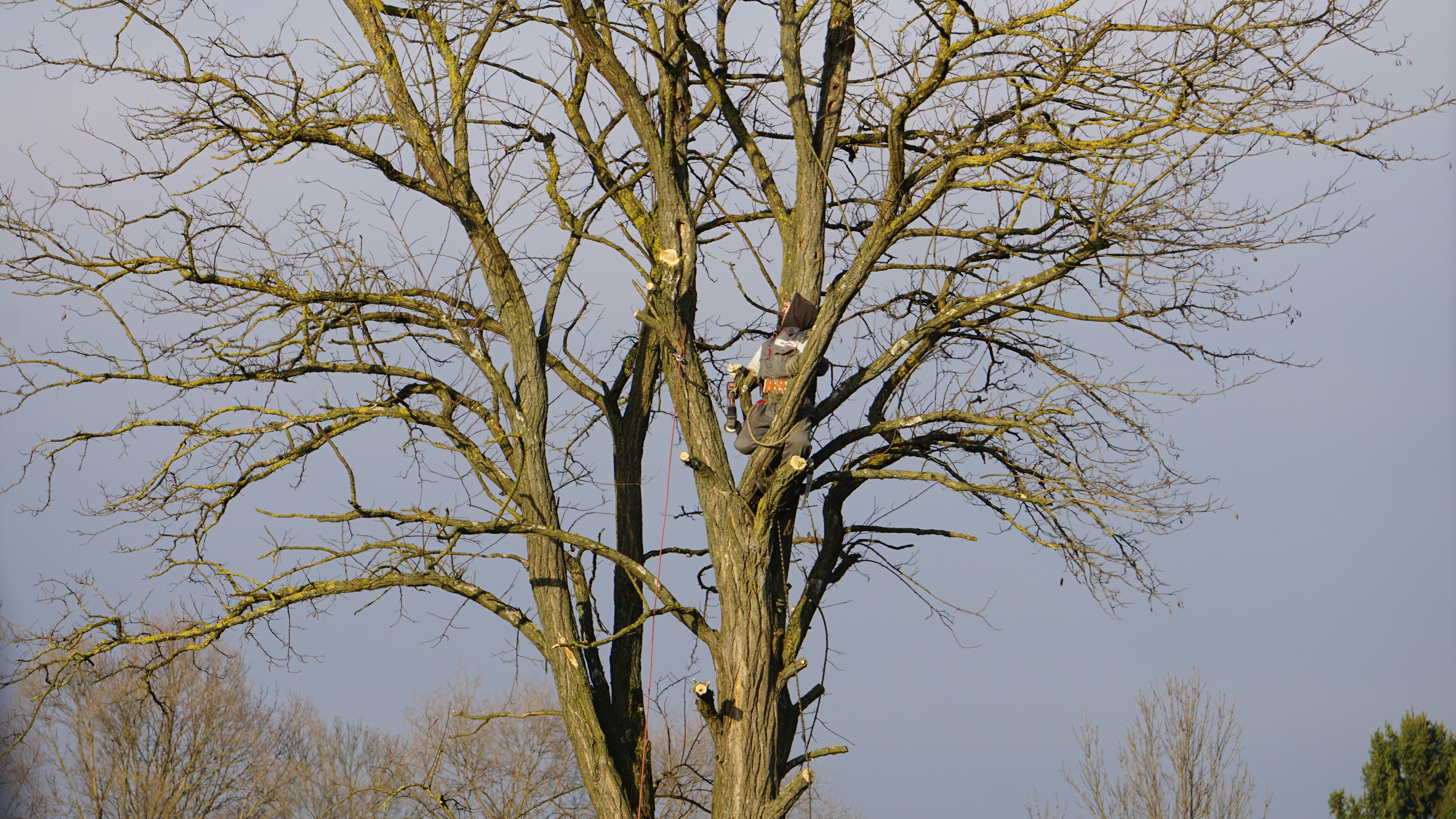 Tree Pruning service by Tree Amigos Austin
